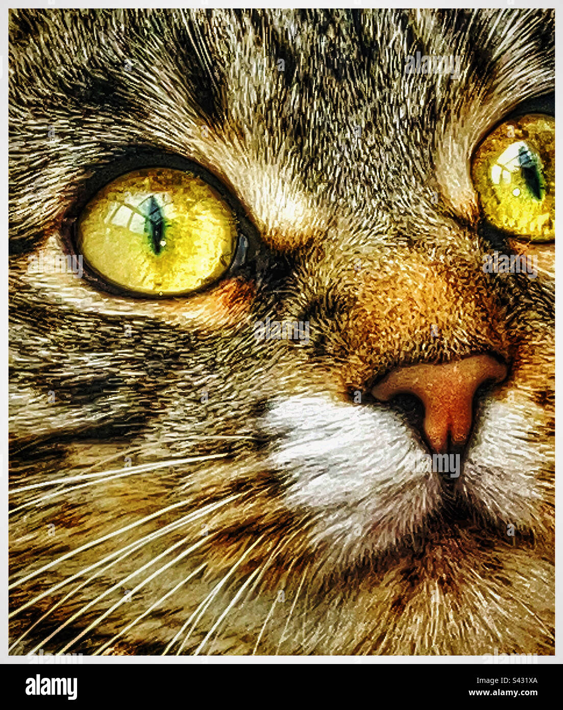 Cat portrait. - Smartphone Captured Stock Image