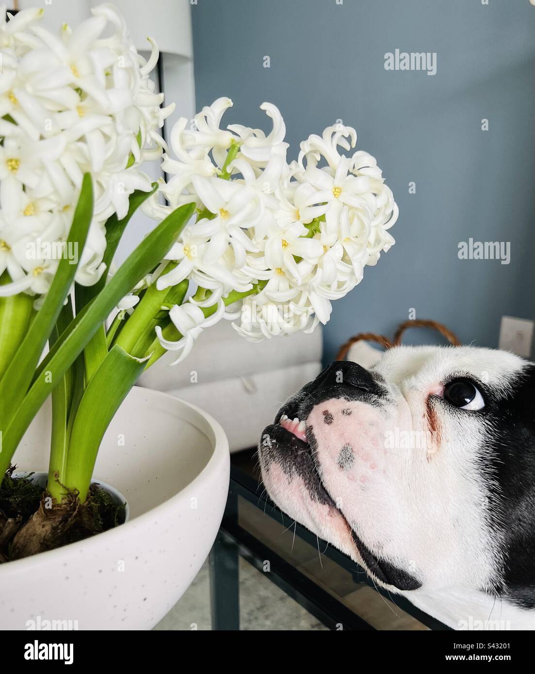 Dog sniffing flowers Stock Photo Alamy
