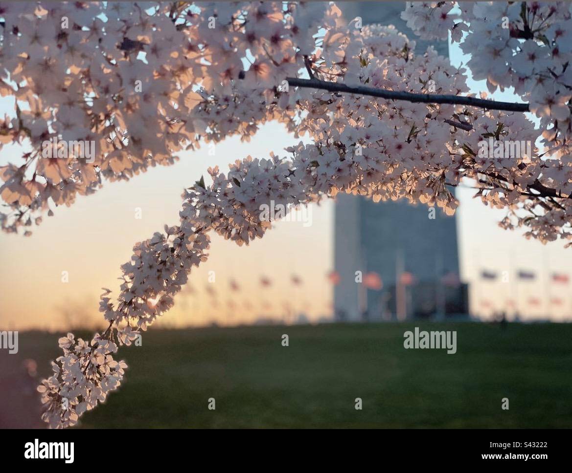 Pink cherry blossoms are in focus in front of the Washington Monument during sunset. Stock Photo