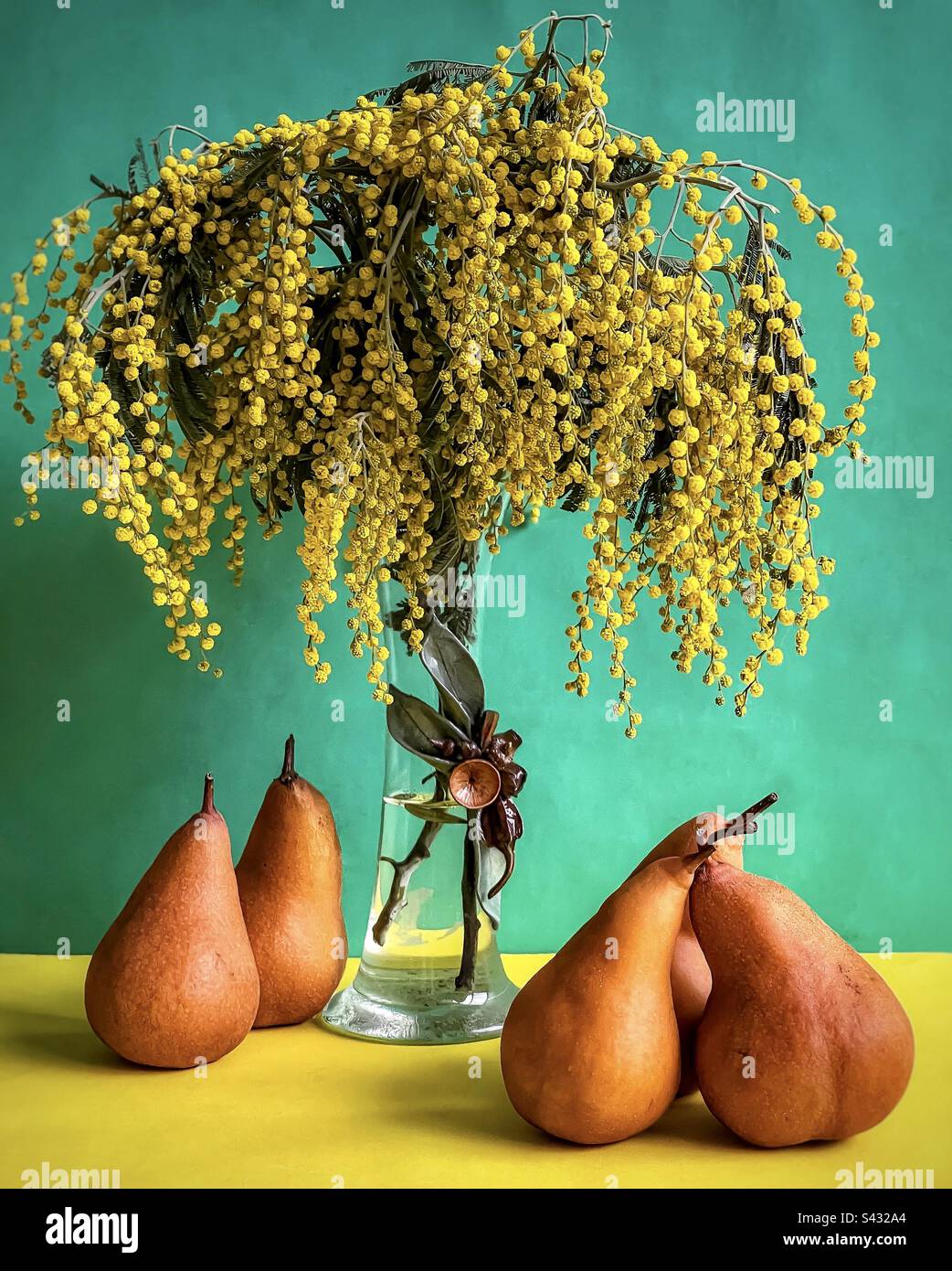 Arrangement of golden wattle flowers in vintage vase with five Bosc pears on green and yellow background. - Smartphone Captured Stock Image