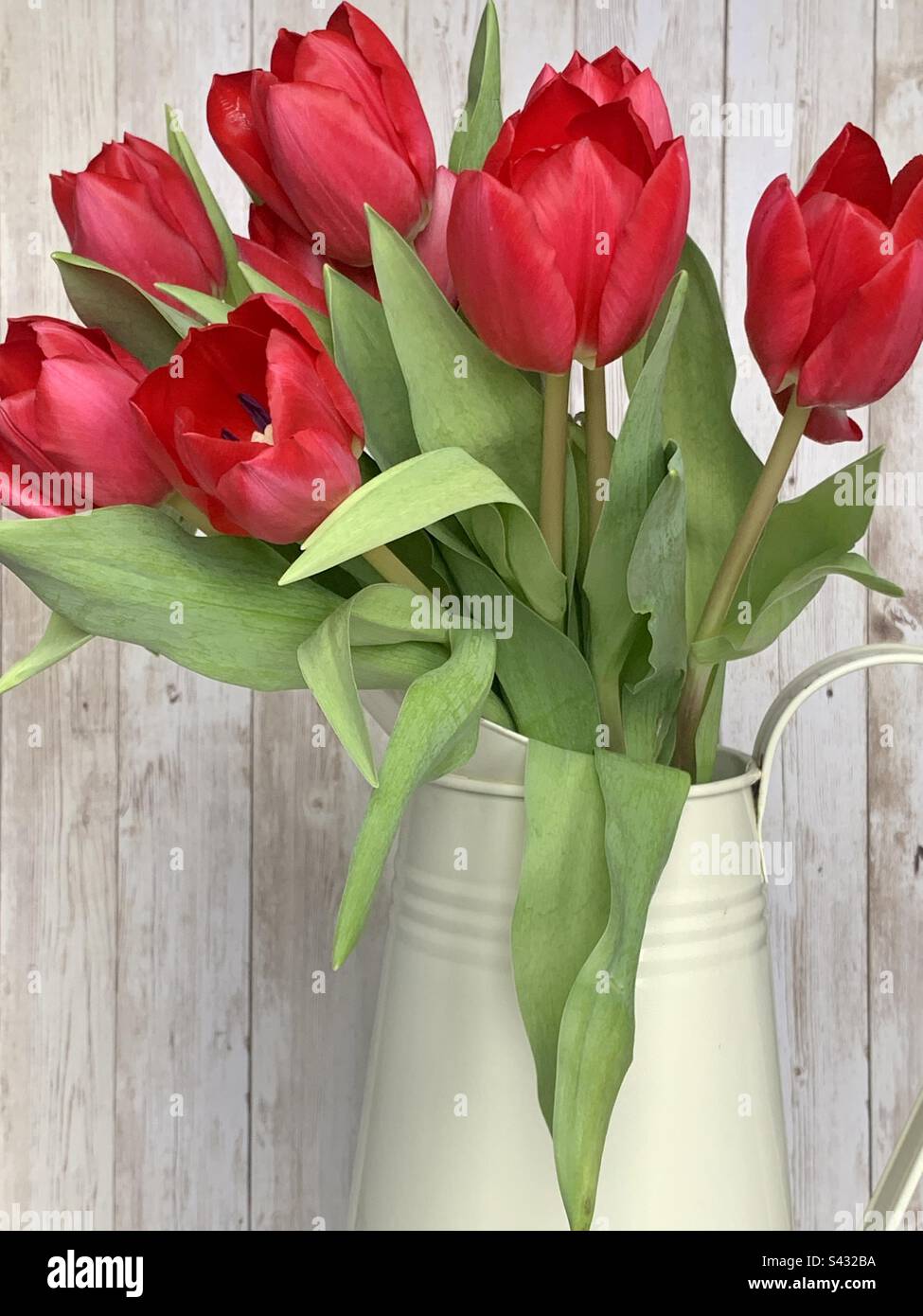 Cream metal milk jug full of red tulips - Smartphone Captured Stock Image