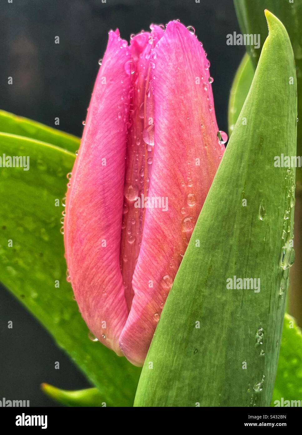 Tulip flower almost ready to bloom Stock Photo - Alamy