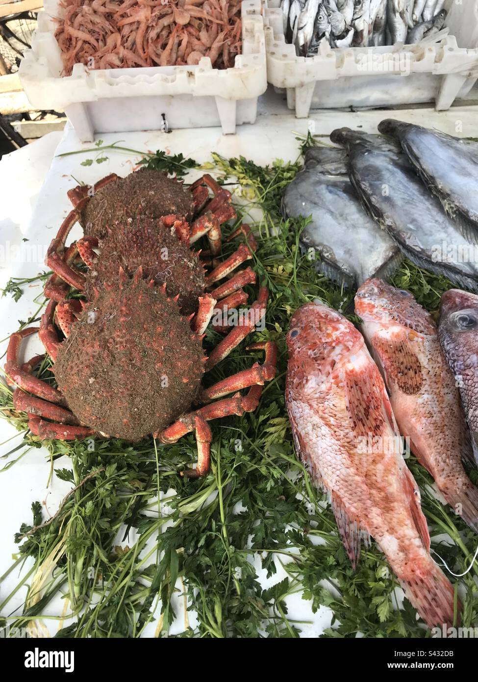 Crabs and fish Stock Photo