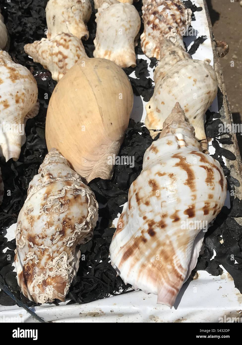Big shells Stock Photo