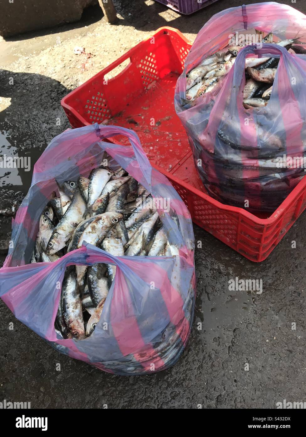 Sardines in bags Stock Photo