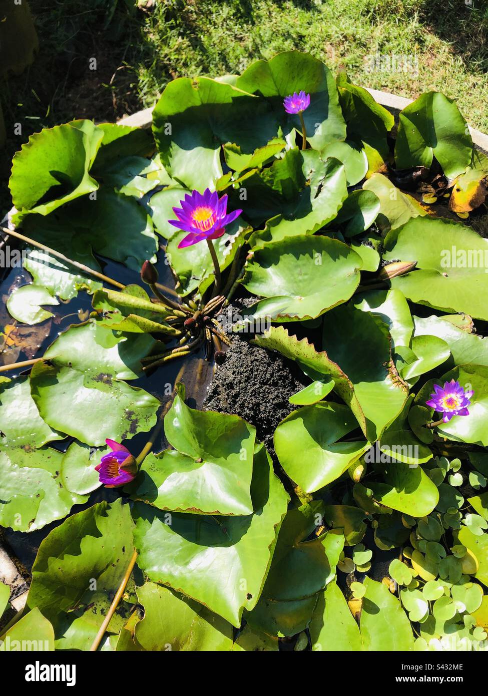 Lotus flower, Pond, Beautiful flower, Sri Lanka Stock Photo Alamy