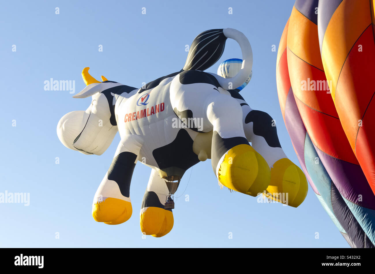 Betsy the cow at the balloon fiesta in Albuquerque New Mexico - Smartphone Captured Stock Image