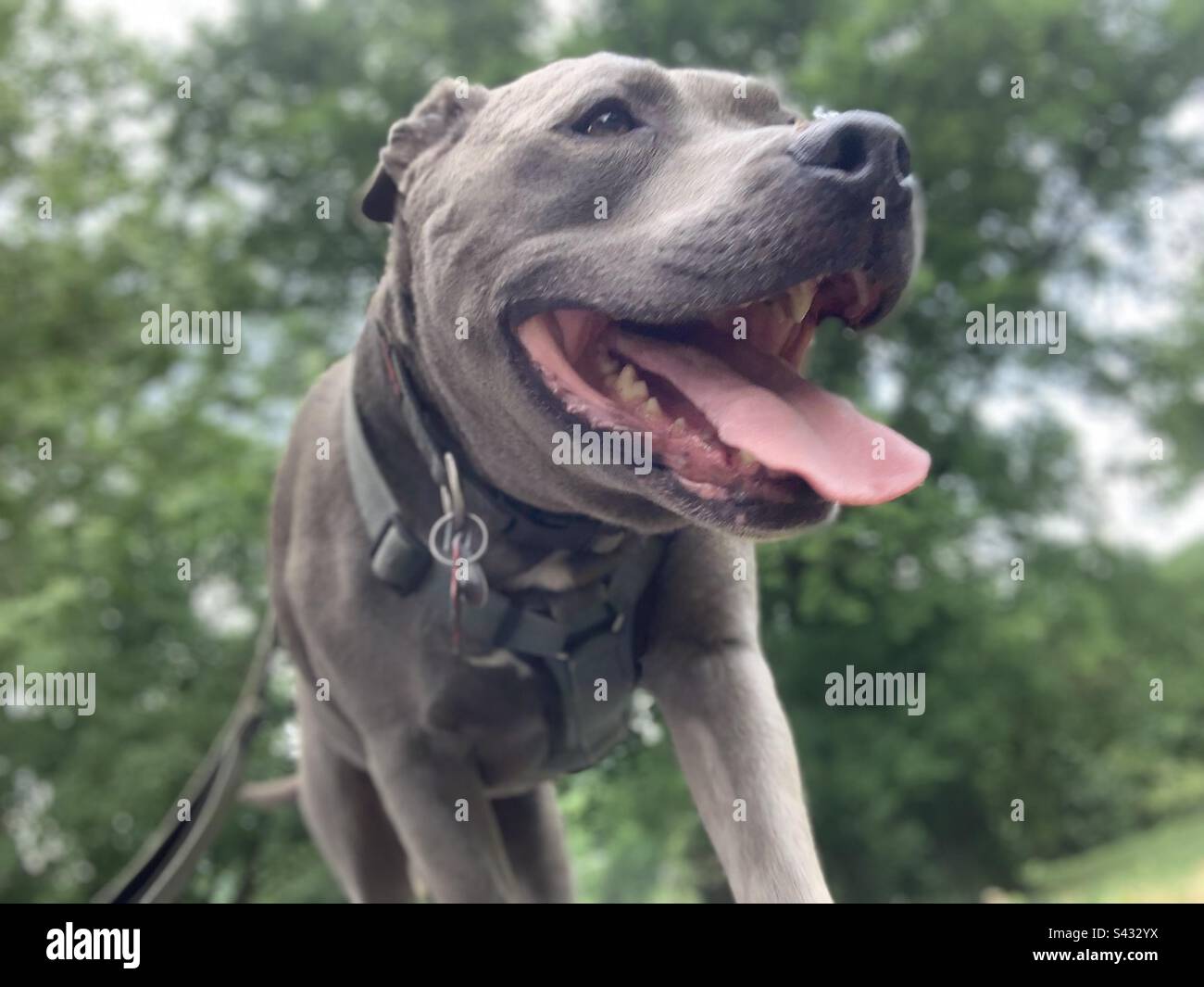 Pit Bull Dog 🐾 Stock Photo Alamy