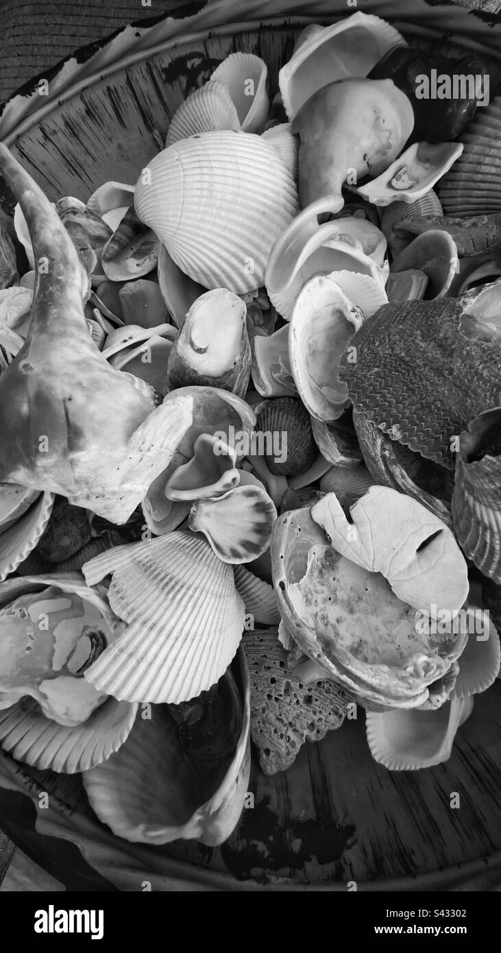 Monochrome Collection of smooth worn edge seashells in dish Stock Photo
