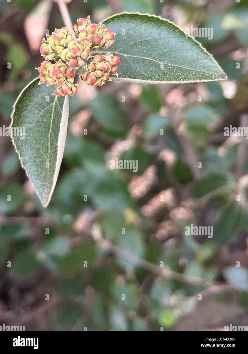 Spring Tree Blossom - Smartphone Captured Stock Image