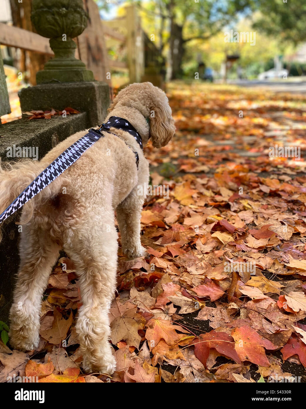 Dog Poodle Walk 🐾 Stock Photo Alamy