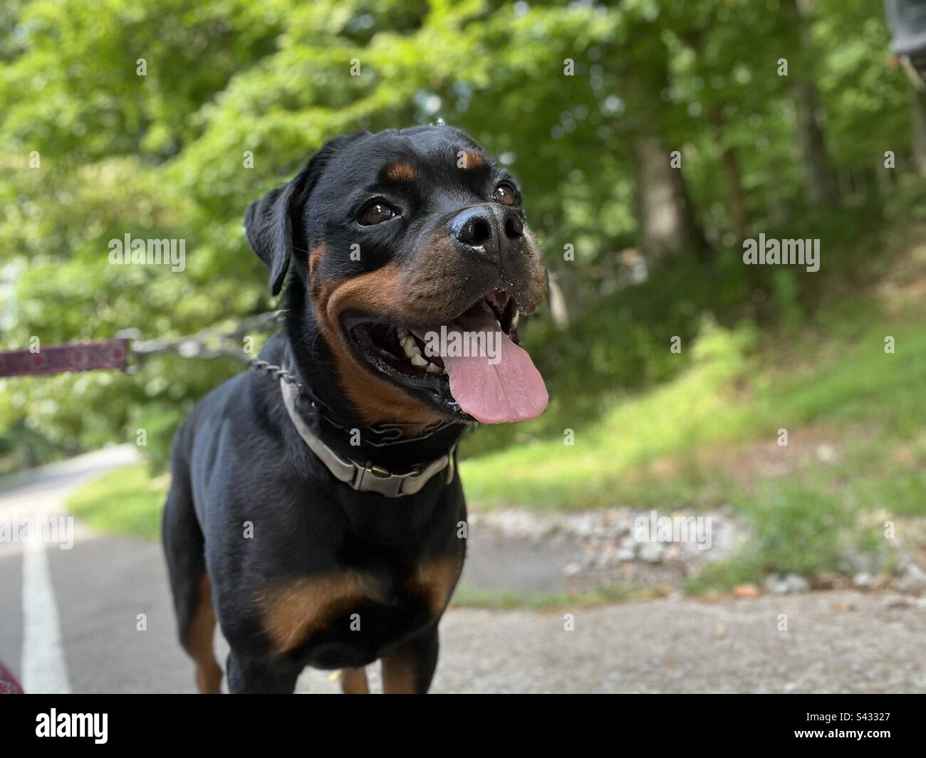 Happy Rottweiler Dog 😊 Stock Photo Alamy