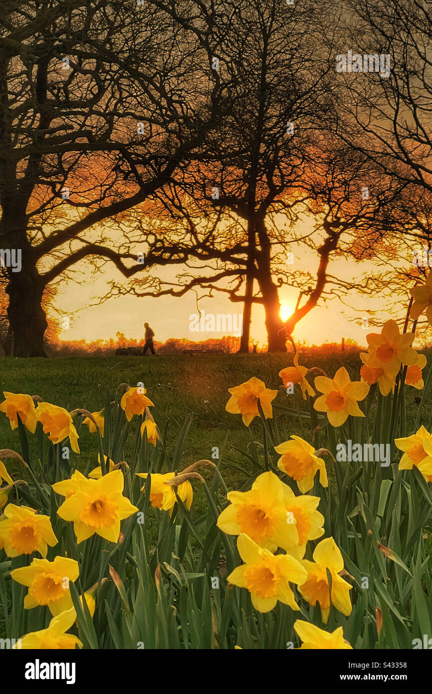 Spring evening at Astley Park in Chorley with daffodils in foreground. Runner at sunset in background. - Smartphone Captured Stock Image