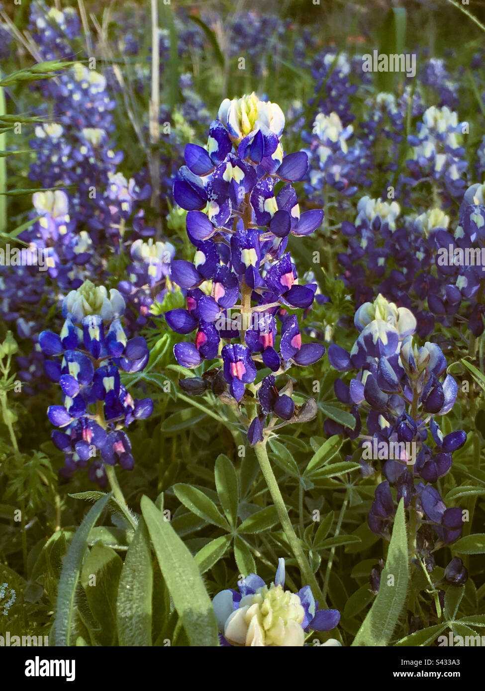 Bluebonnet Wildflowers of Texas Stock Photo