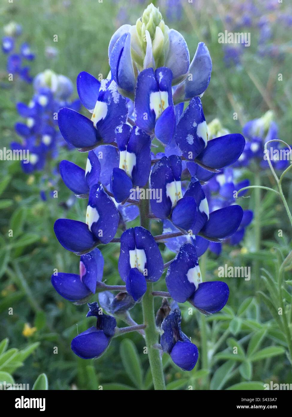 Bluebonnet wildflowers of Texas Stock Photo