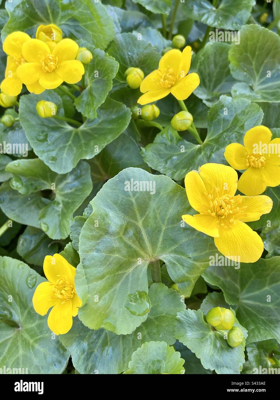 Marsh marigold pond plant Stock Photo Alamy