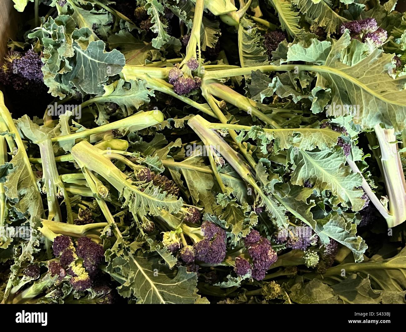 Close-up of Purple Sprouting - Smartphone Captured Stock Image