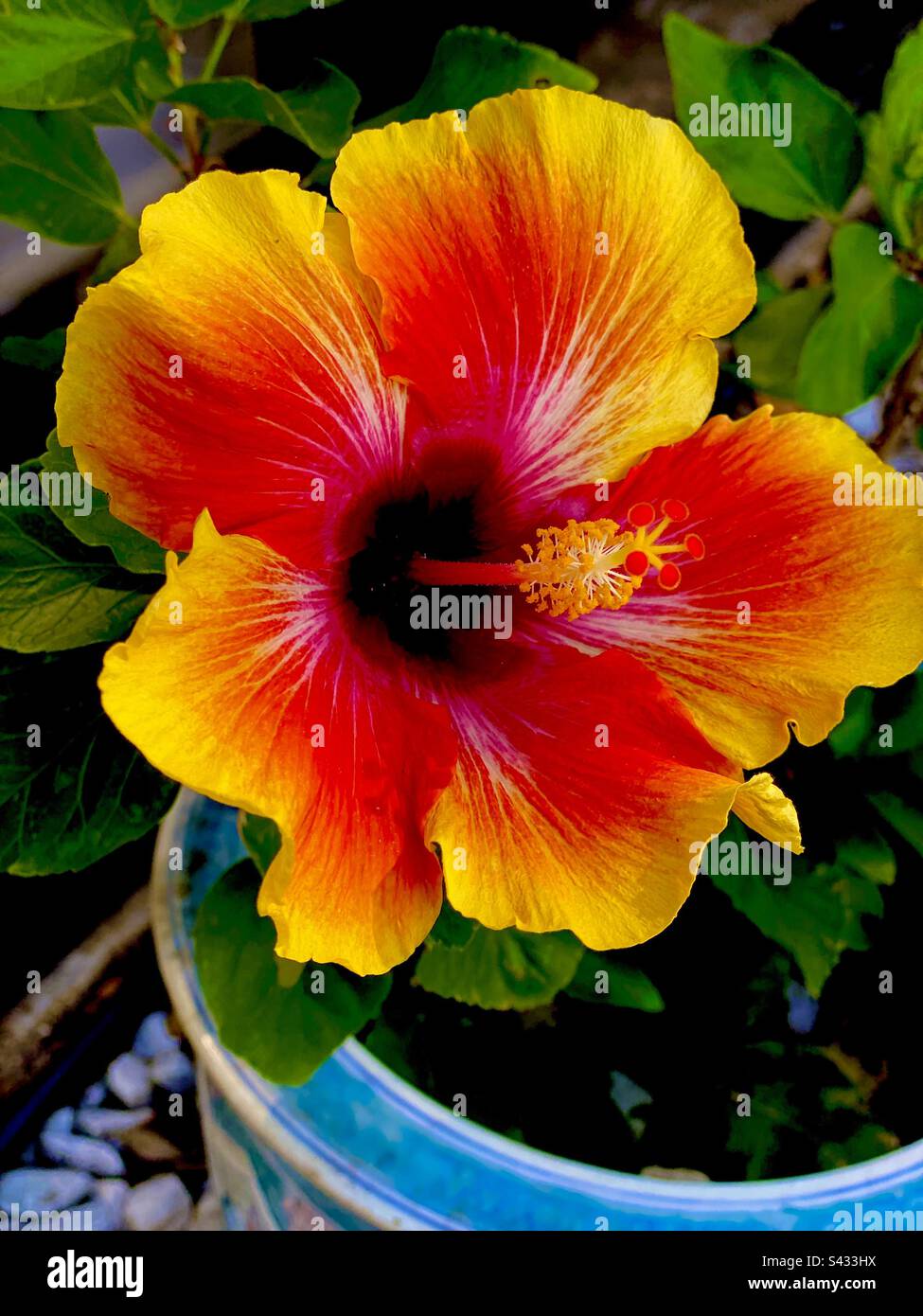 Potted Chinese Hibiscus plant. Stock Photo