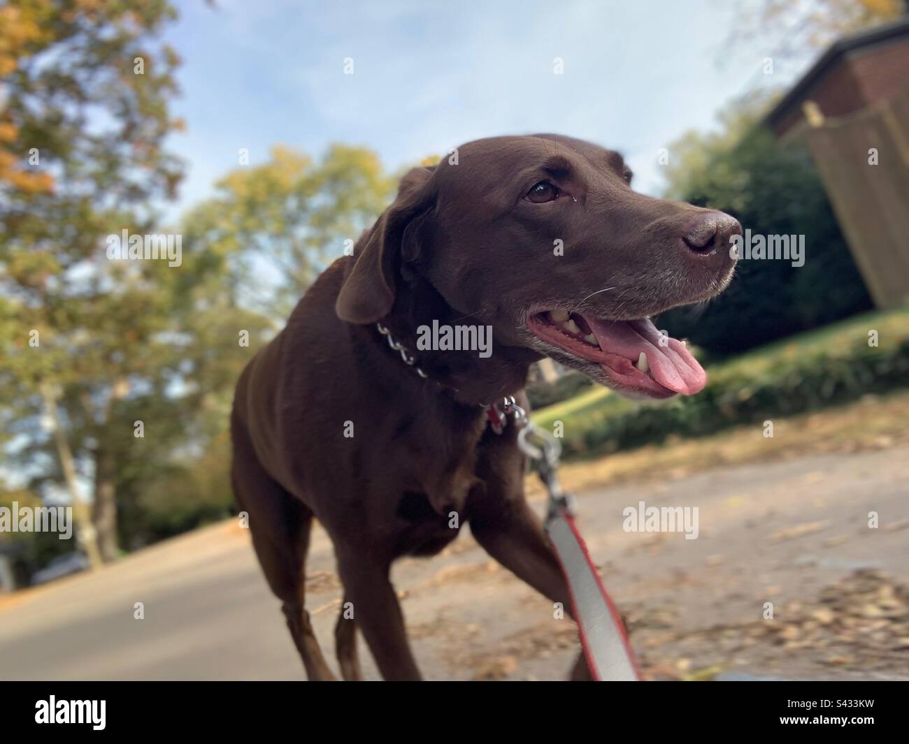 Walking the Mutt Dog 🐾 Stock Photo Alamy