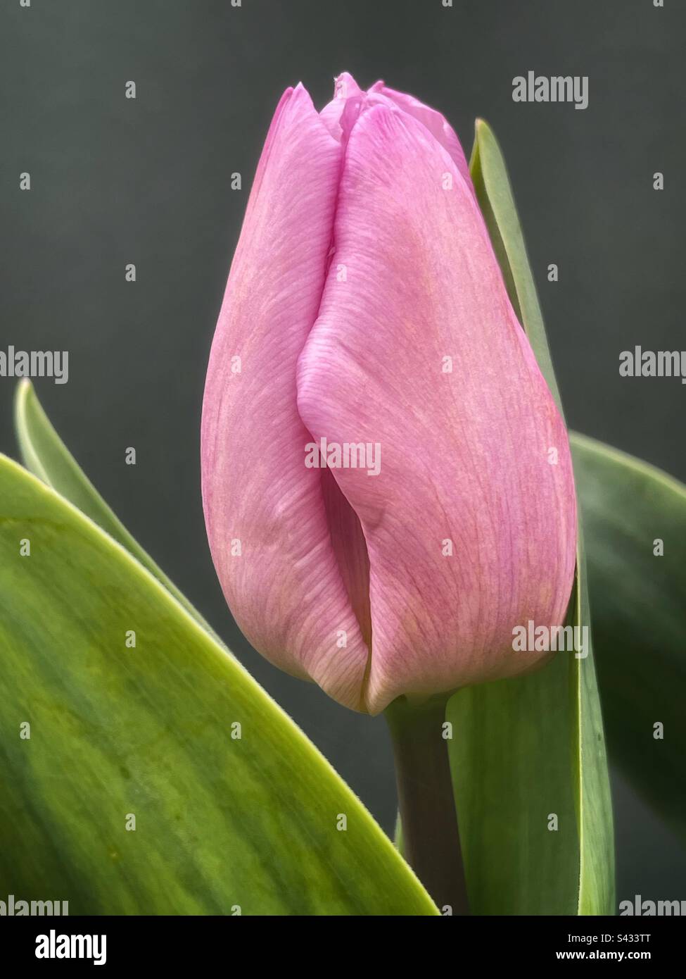 Tulip - Smartphone Captured Stock Image