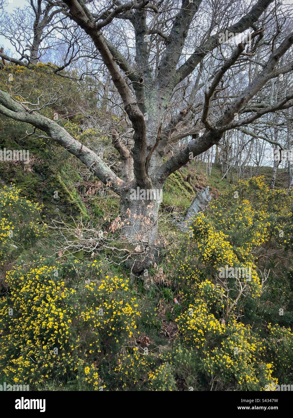 A Tree and Blooming Ulex europaeus in Loch Lomond national Park, Scotland - Smartphone Captured Stock Image