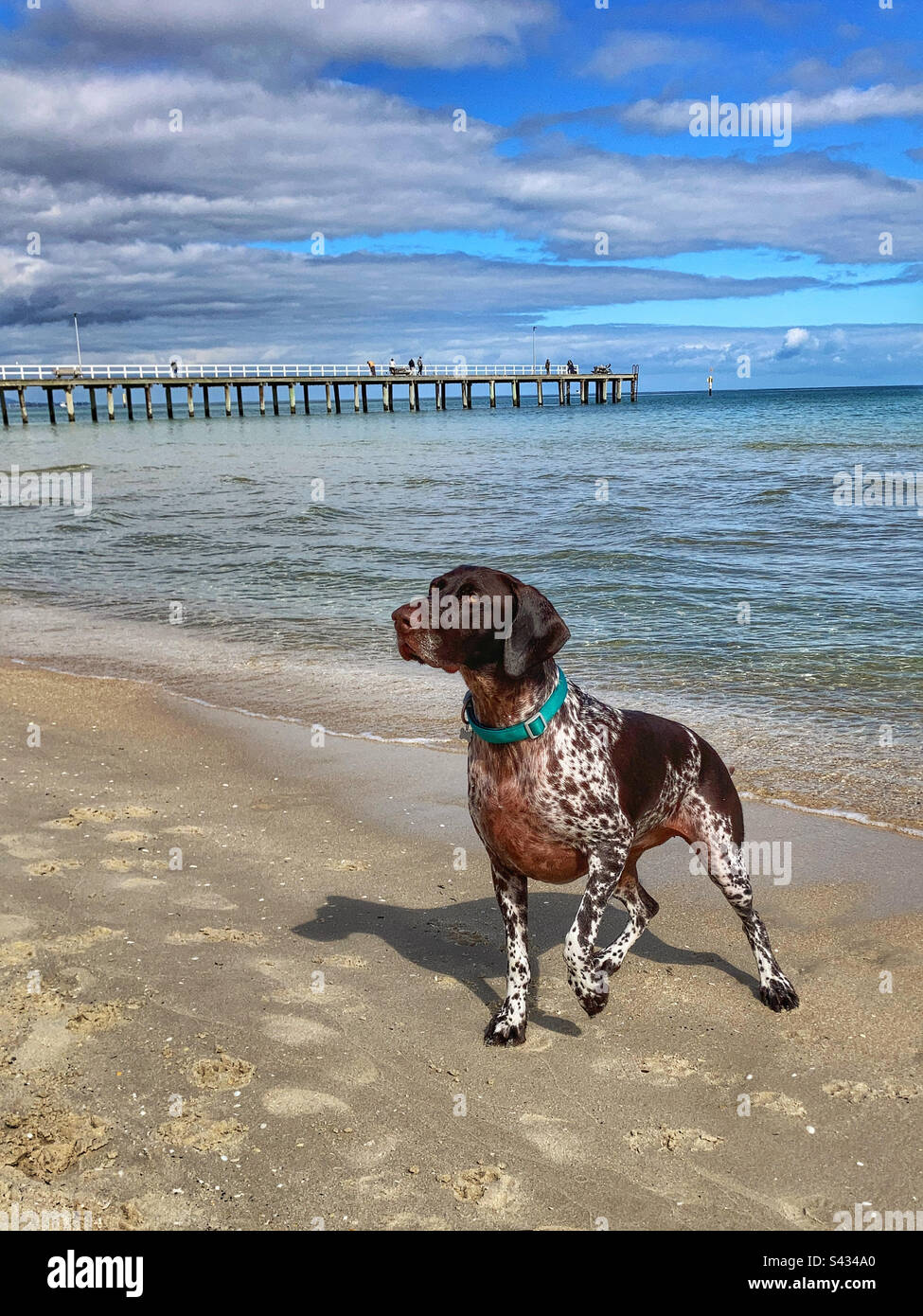 German shorthair pointer Dog on Seaford Beach Victoria Australia Stock Photo
