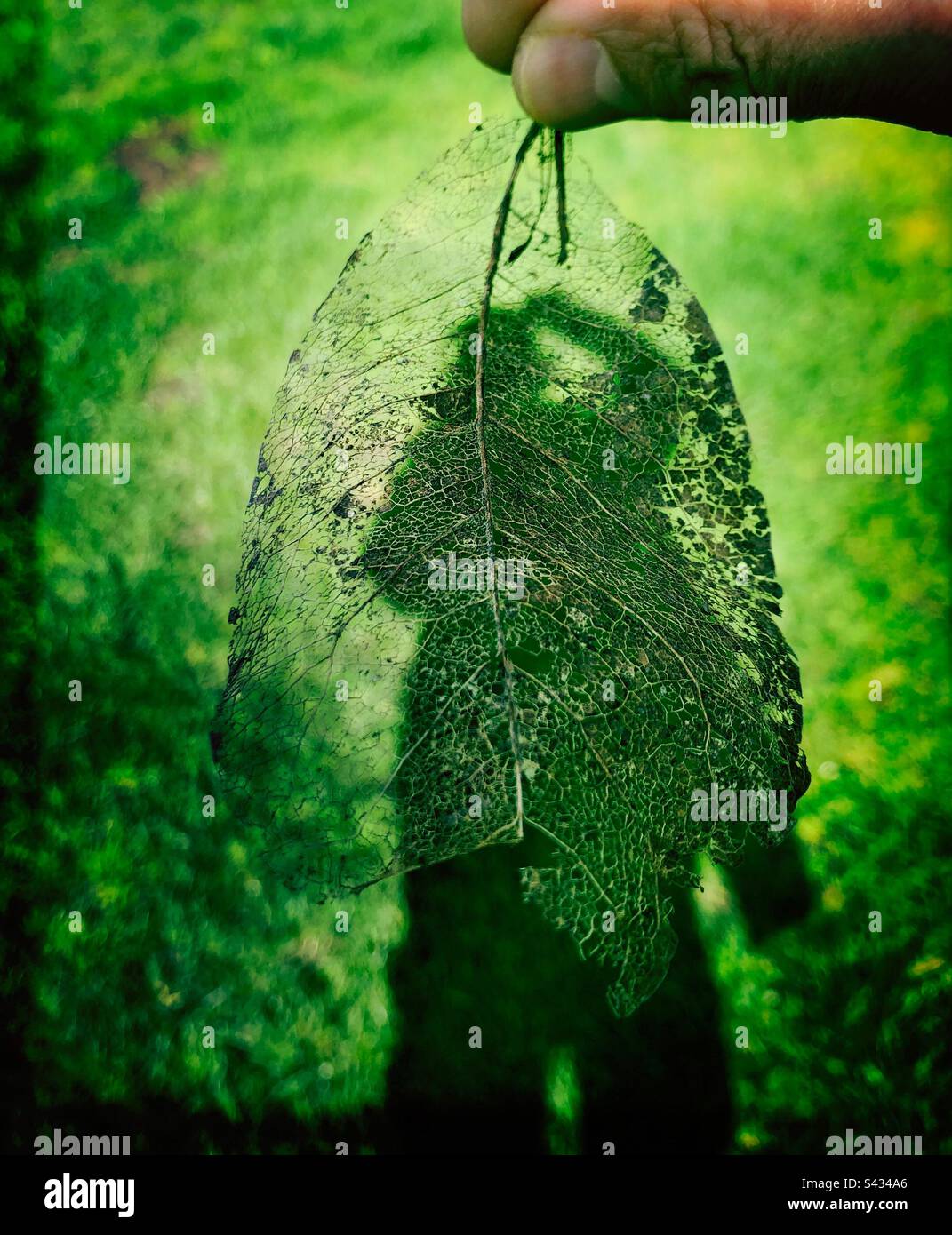 Shadow selfie of a person behind a dried leaf - Smartphone Captured Stock Image