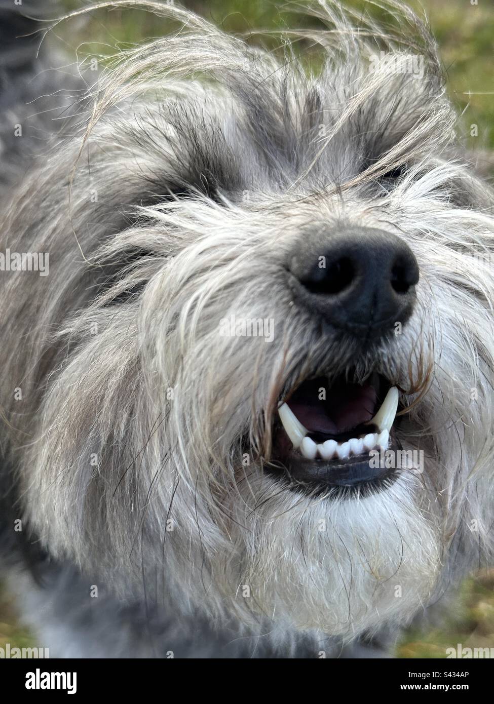 Close up of a Cotondoodle Coton de Tulear X Poodle Stock Photo Alamy