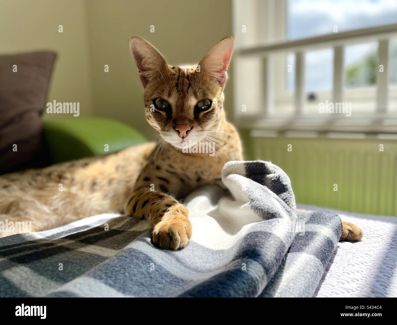 Chip cat is chilling on a sofa. - Smartphone Captured Stock Image
