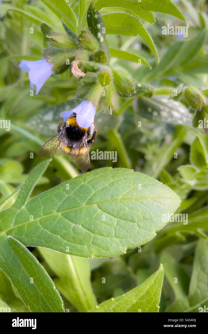 Queen bee drinking nectar. Stock Photo