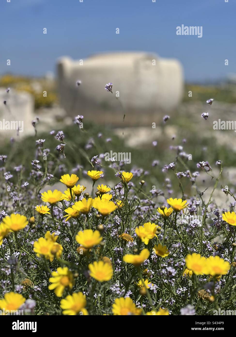 Yellow daisy’s against the backdrop of an ancient urn - Limassol Cyprus Stock Photo
