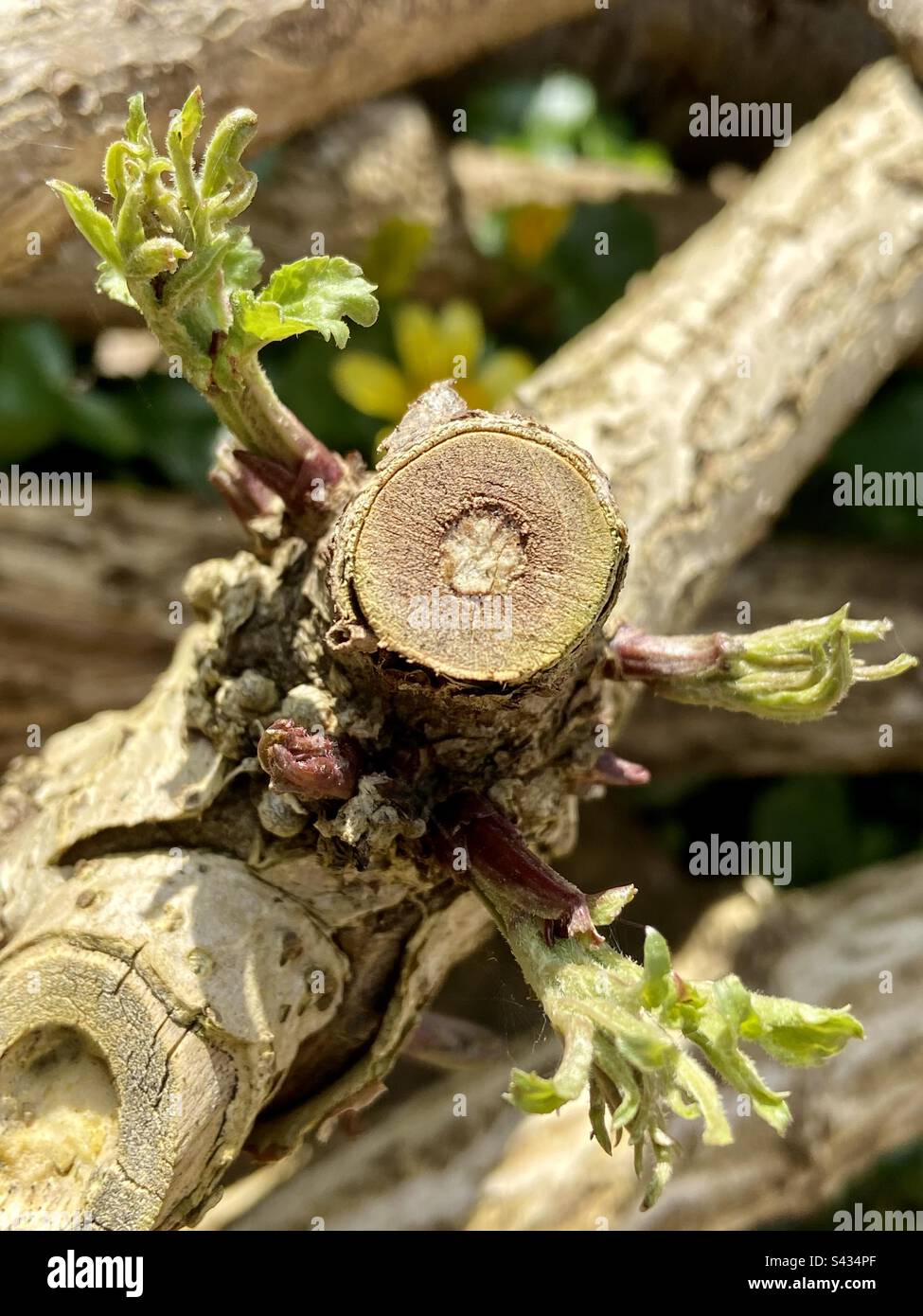 Elder tree sprouting in spring Stock Photo Alamy