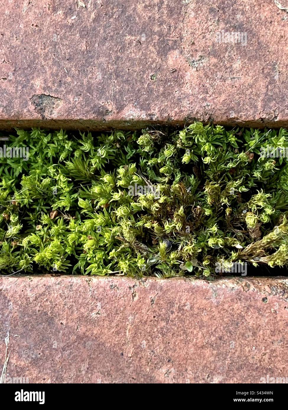 Moss growing in between garden wall bricks Stock Photo Alamy