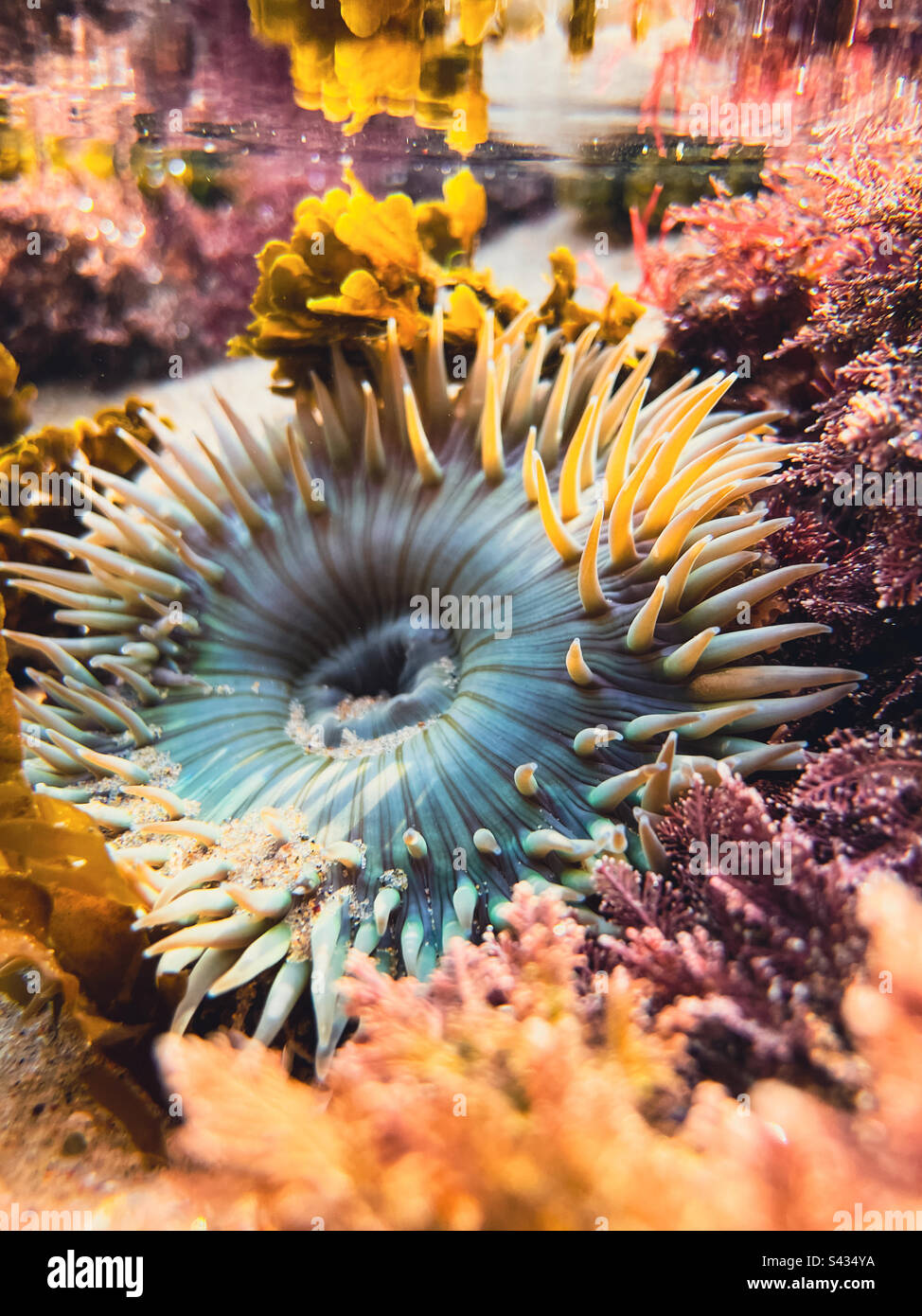 Underwater view of a sea anemone in a tidal pool. - Smartphone Captured Stock Image