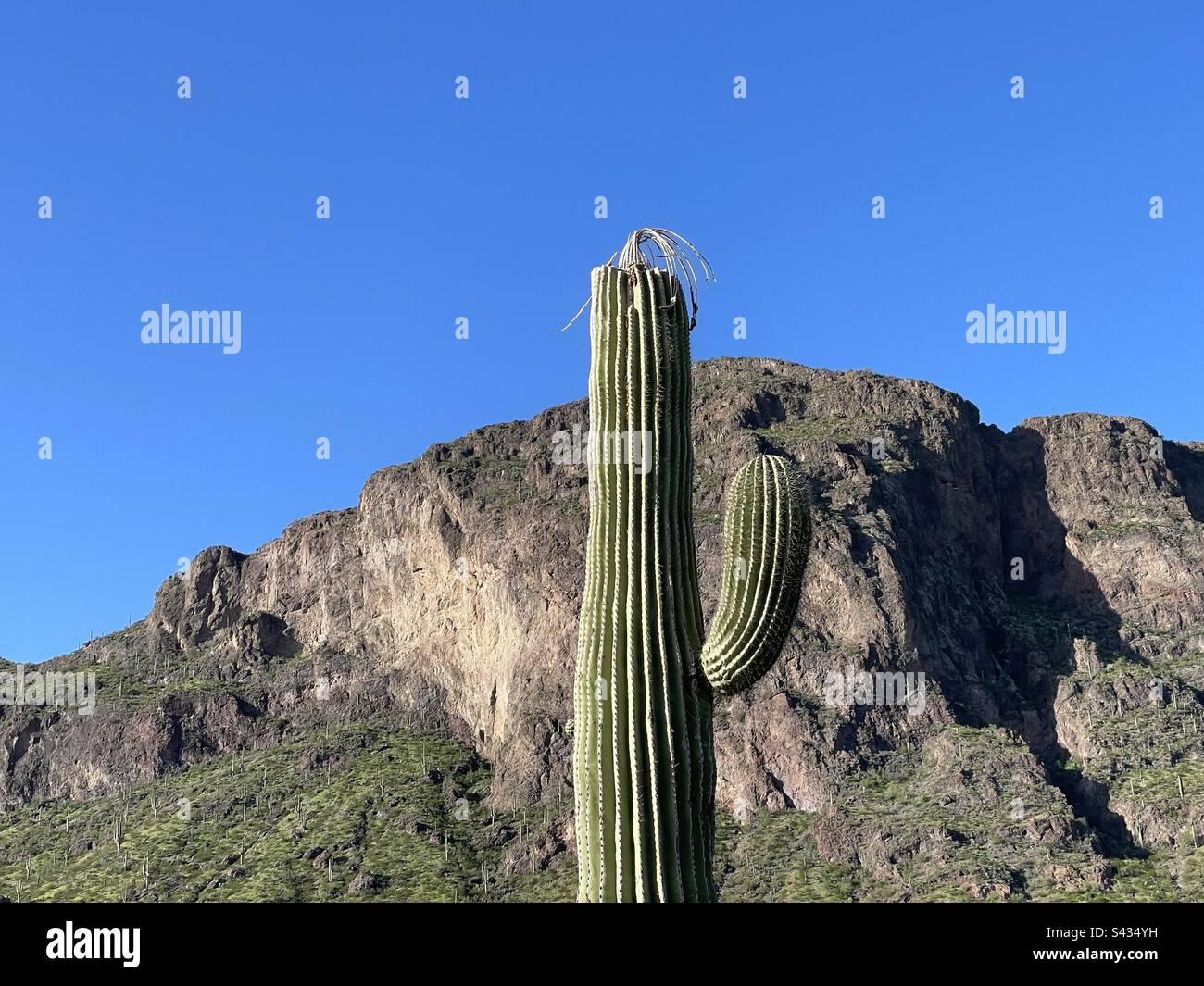A single saguaro with curledover dead ribs sticking out of the top and