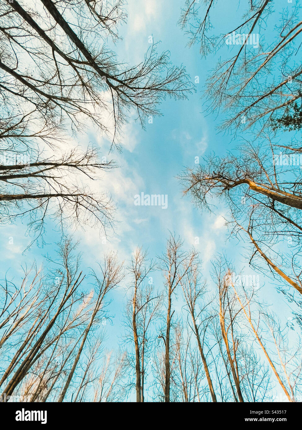 Low angle view of leafless tree canopy in winter with blue sky. Stock Photo