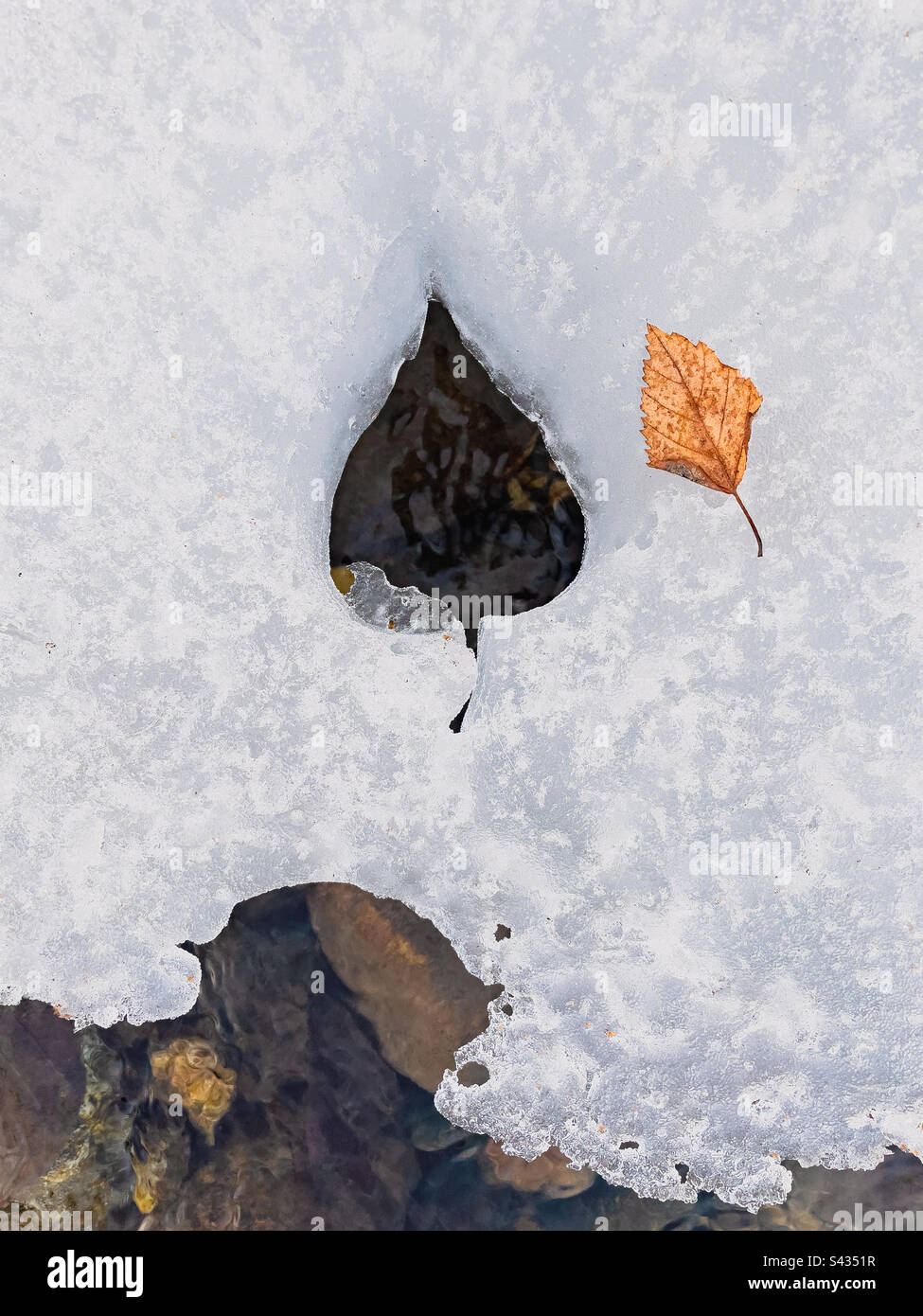 High angle view of a yellow leaf next to leaf shaped hole on ice at river’s edge during spring meltdown - Smartphone Captured Stock Image
