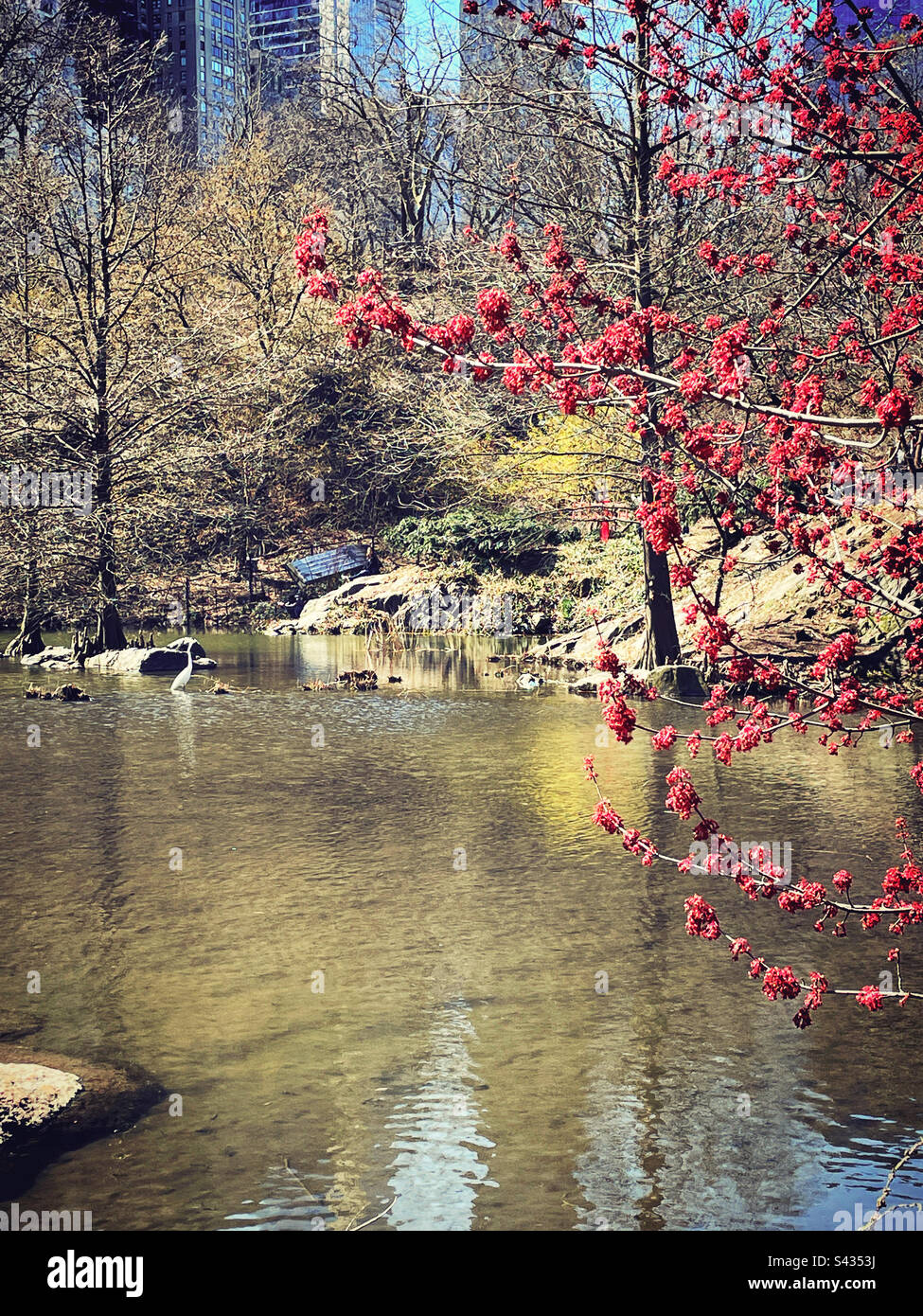 Spring time in central park at the pond, 2023, New York City, United States - Smartphone Captured Stock Image