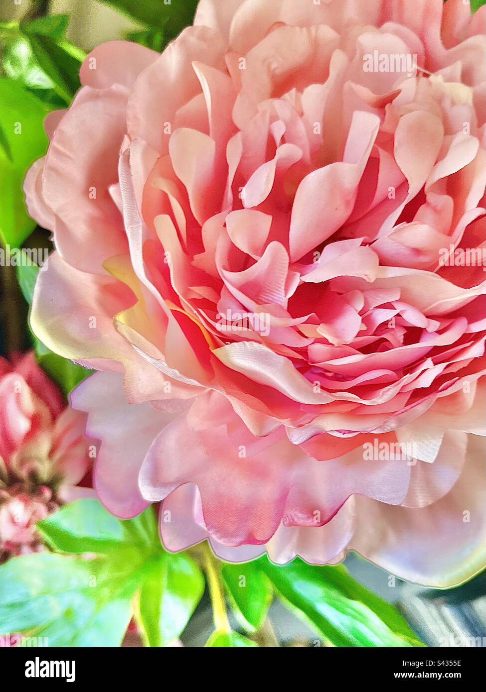 Closeup of pink geranium. - Smartphone Captured Stock Image