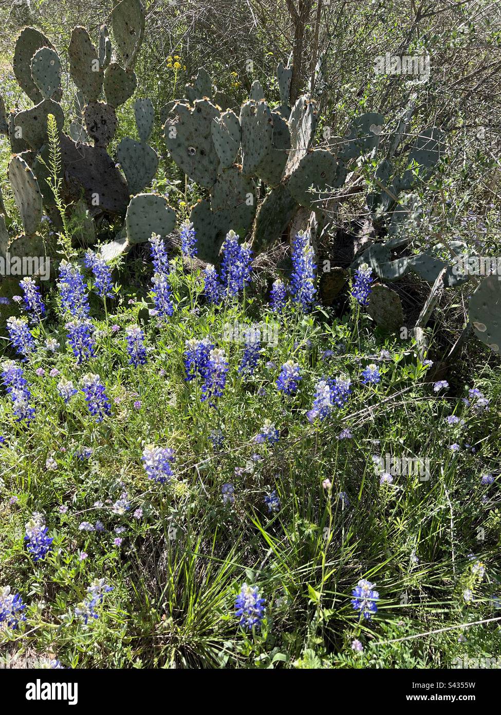 Texas Bluebonnets with prickly pear cactus in the background Stock Photo