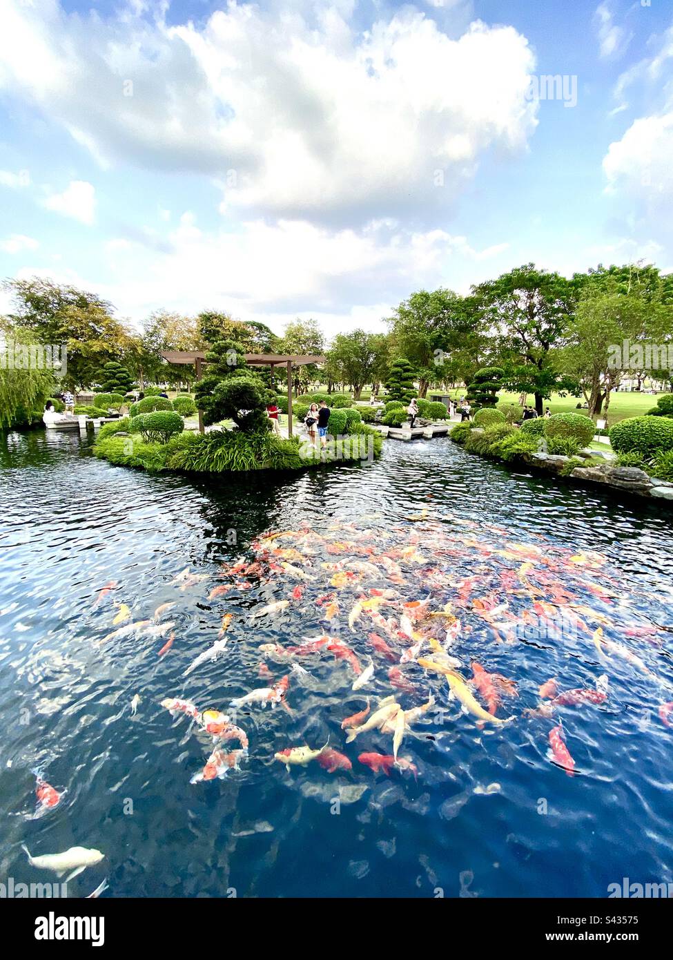 Koi pond in a green space. Stock Photo