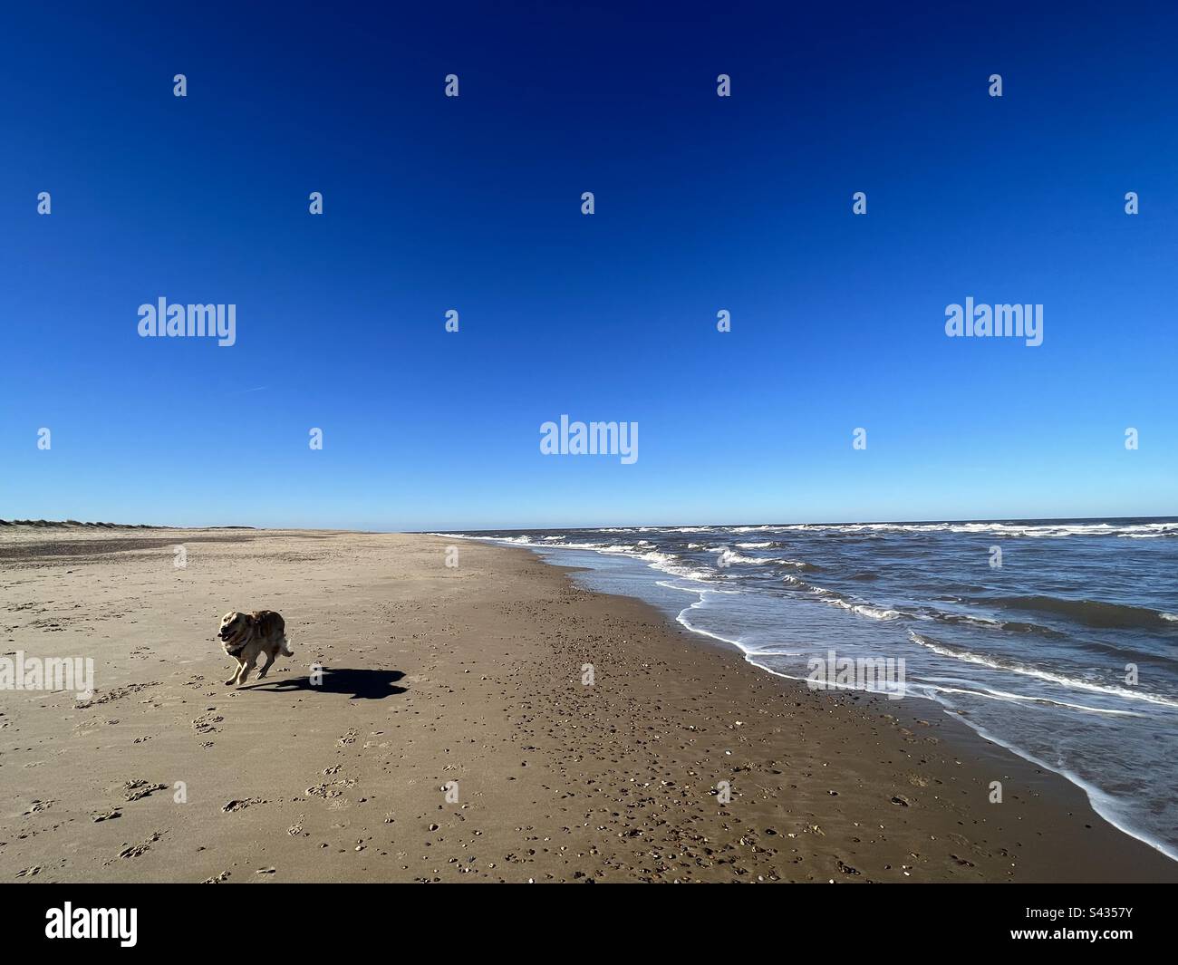 A young golden retriever running on Winterton Beach in Norfolk, UK on a bright sunny spring day. Stock Photo