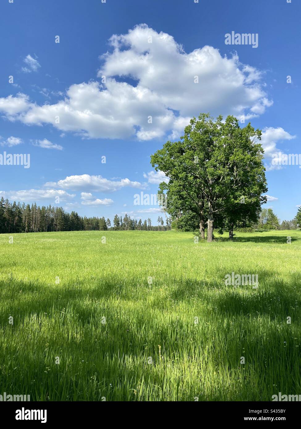 Trees in a grain crop field on a sunny summer day in the countryside of Latvia. - Smartphone Captured Stock Image