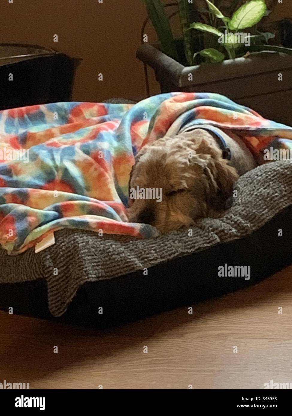 Sleeping dog covered up on their dog bed. Stock Photo