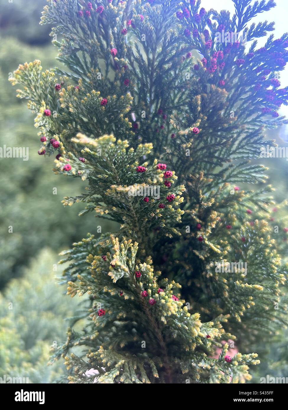 Thuja plicata (Western Red Cedar) with red/Magenta cones in early spring, Liverpool, United Kingdom. - Smartphone Captured Stock Image
