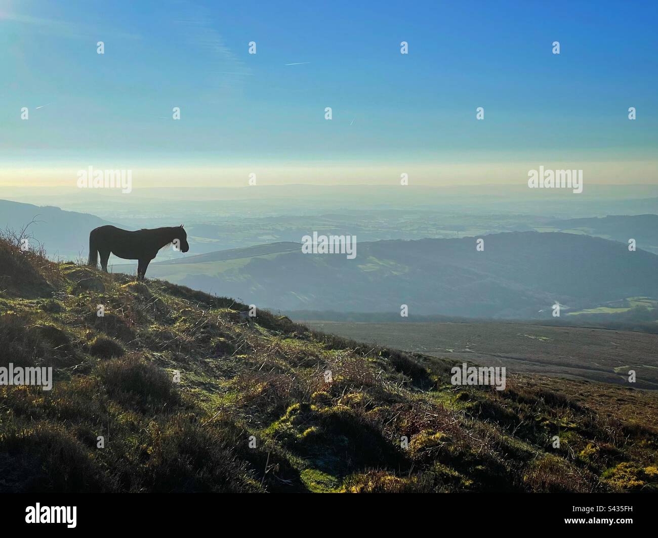Wild pony on the slopes of the Sugarloaf mountain, Abergavenny, Wales. - Smartphone Captured Stock Image