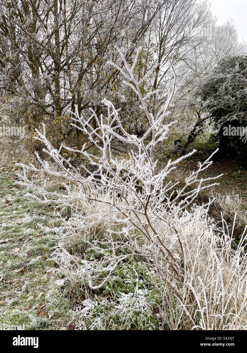 Frosty bush in winter Stock Photo