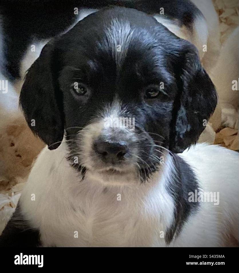English Springer Spaniel Pup. Stock Photo