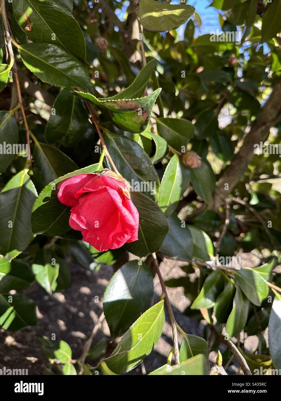 One of the first flowers of the season, a beautiful camellia. Stock Photo