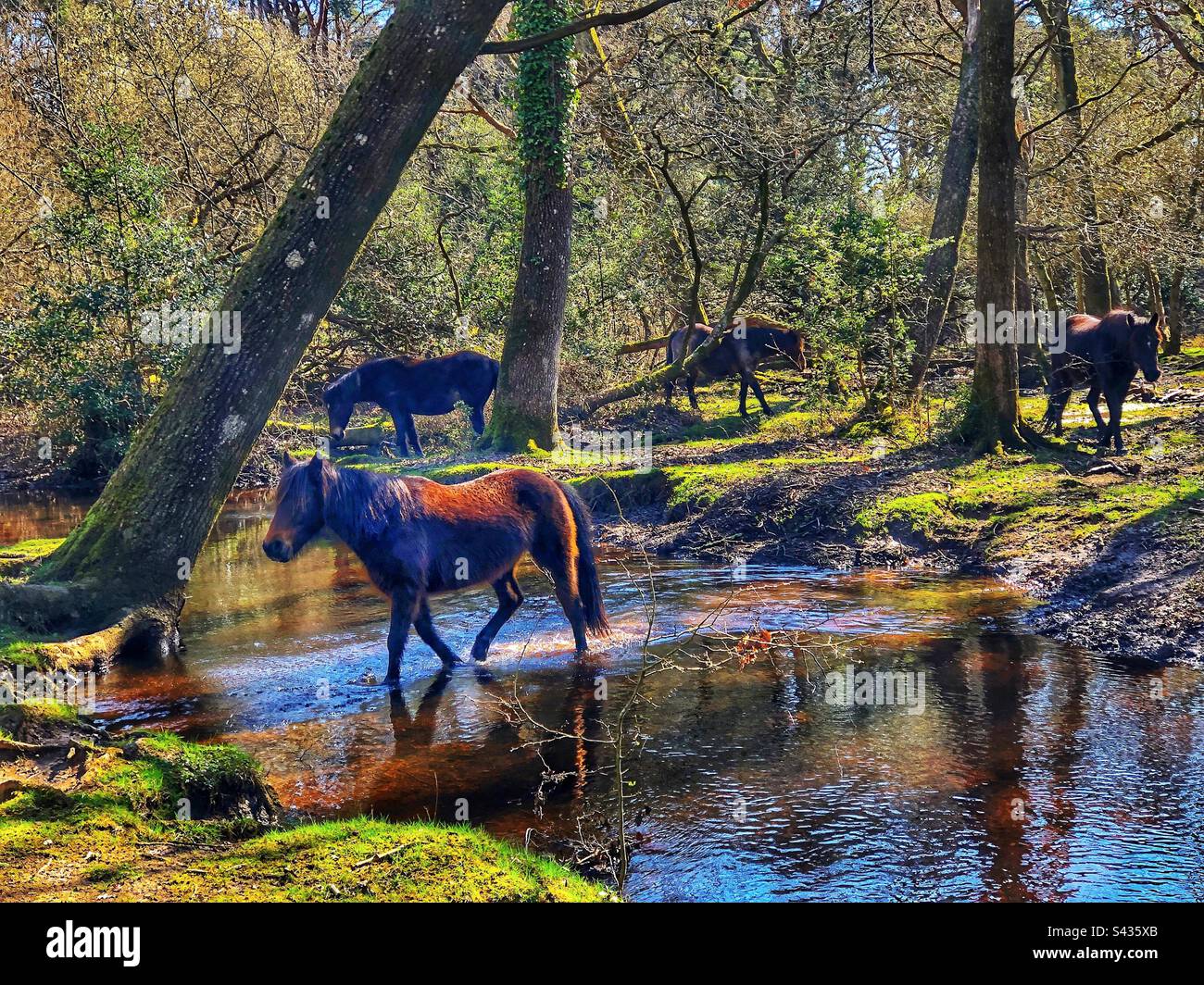 Pony crossing a stream in the New Forest National Park Brockenhurst Hampshire United Kingdom Stock Photo
